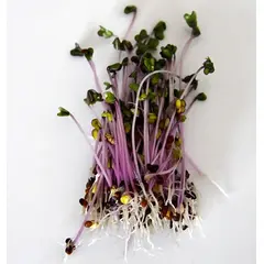 Red Cabbage Sprouts