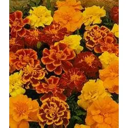 Marigold - Durango (Bulk Seed)