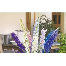 Delphinium - Pacific Giants Mix (Bulk Seed)