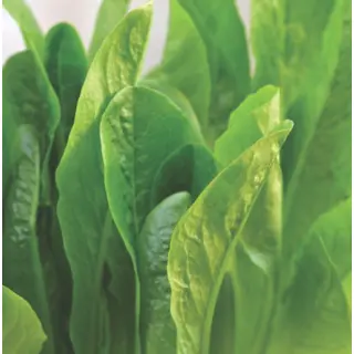 Lettuce - Parris Island Cos (Organic Seed)