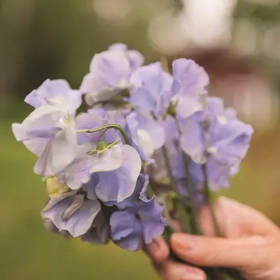 Sweet Pea - Just Julia