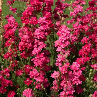 Larkspur - King Scarlet (Seed)