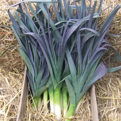Leek - Northern Lights (Seed)