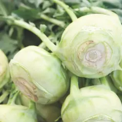 Kohlrabi - Kossak F1 (Bulk Seed)