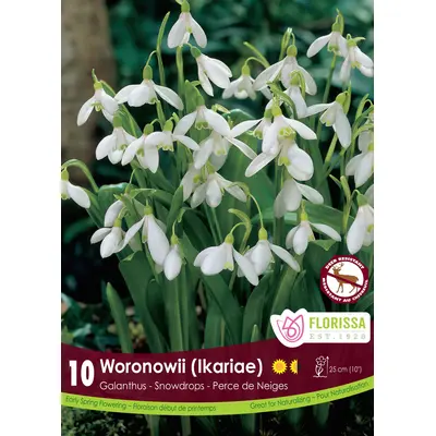 Galanthus 'Woronowii' (Snowdrops) - 10 Bulbs
