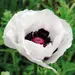 Poppy - Oriental Royal Wedding (Seed)