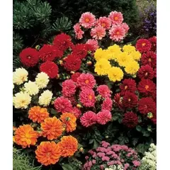 Dahlia - Rigoletto Mix (Bulk Seed)