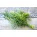 HERB DILL OG | 1 LB