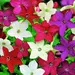 Nicotiana - Evening Fragrance Mix (Seed)