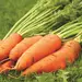 Heritage Packet: Carrot - Danvers (Seed)