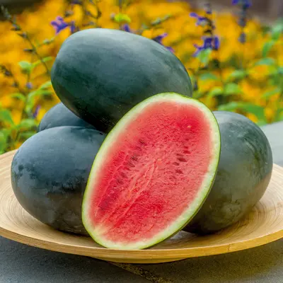 Watermelon - Little Darling (Seed)