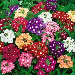 Verbena - Compact Mix (Bulk Seed)