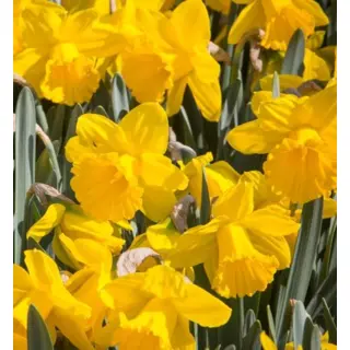 Daffodil - 'Dutch Master' 8/pkg