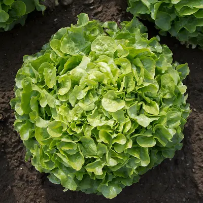 Lettuce - Encino (Organic Seed)