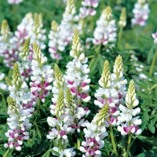 Lupin - Pink Fairy (Seed)