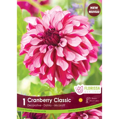 Dahlia - 'Cranberry Classic' 1/pkg
