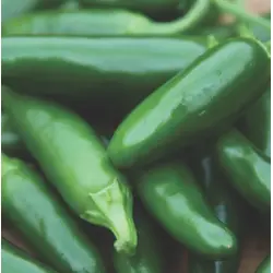 Hot Pepper - Spicy Slice (Bulk Seed)