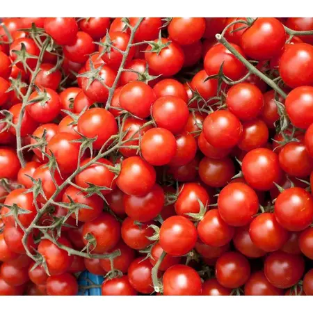 TOMATO CHERRY OG | 12 PINT