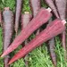 Carrot - Purple Sun (Seed)