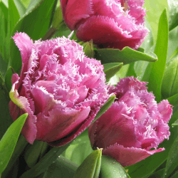 Tulip Flowers