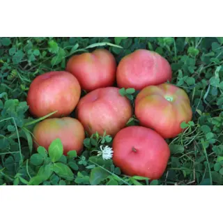 Tomato - Peche Vilmorin Andrieux (Seed)