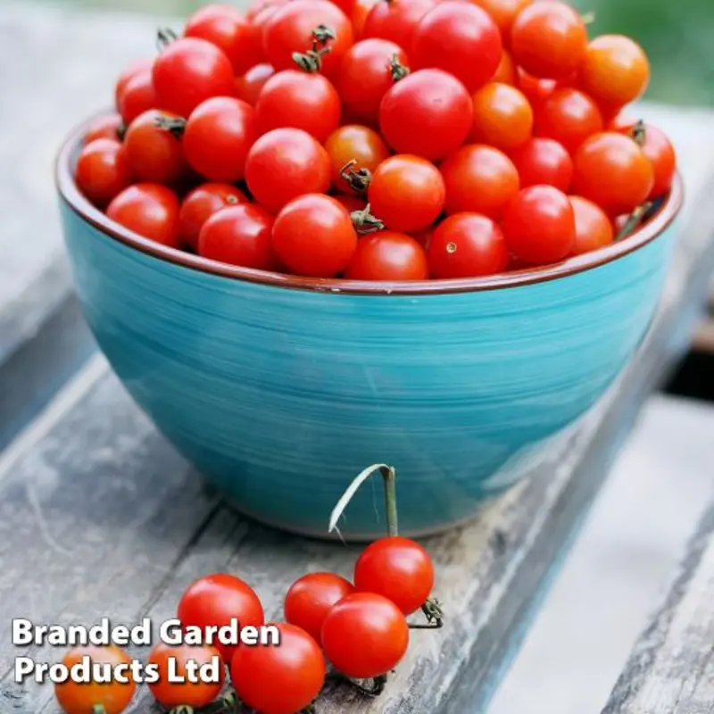 Halifax Seed Company - Tomato - Bite Size (Seed)