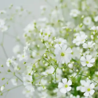 Baby's Breath