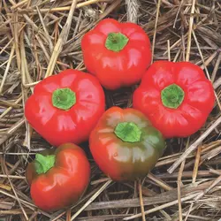 Sweet Pepper - Right on Red Hybrid (Bulk Seed)