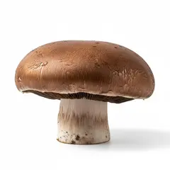 MUSHROOM PORTABELLA OG | 5 LBS