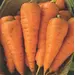 Carrot - Atomic Red (Bulk Seed)