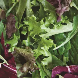 Lettuce - Mesclun Mix (Bulk Seed)