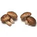 MUSHROOM SHIITAKE OG | 3 LBS