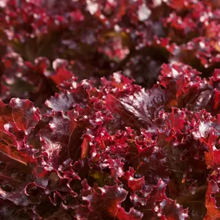 Lettuce - Sulfita (Seed)