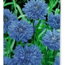 Bachelor's Button - Jubilee Gem (Bulk Seed)