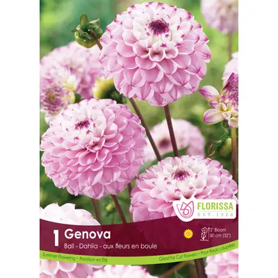 Dahlia - 'Genova' 1/pkg