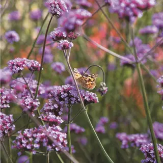 Verbena