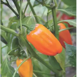 Sweet Pepper - Just Sweet (Bulk Seed)