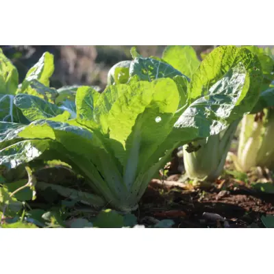Cabbage - Nozaki Early Nappa (Seed)
