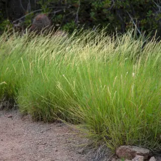 Sideoats Grama (Seed)