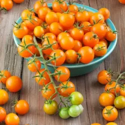 Tomato - Sun Gold F1 (Bulk Seed)