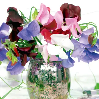 Sweet Pea - Collection Mix (Seed)