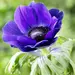 Anemone - 'Blue Poppy' 10/pkg