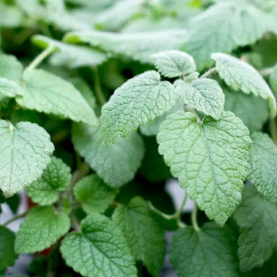 Lemon Balm - Mandarina (Seed)