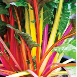 Swiss Chard - Bright Lights (Bulk Seed)