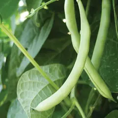 Bean - Blue Lake Pole (Bulk Seed)
