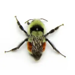 Biobest Bee Pollen