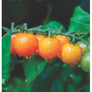Tomato - Bellini Hybrid (Seed)