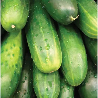 Cucumber - Marketmore 76 (Organic Seed)