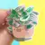 THE PLANT BUDDIES - TRADESCANTIA NANOUK