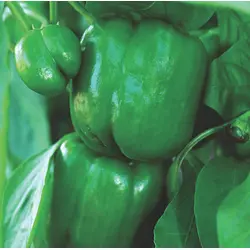 Sweet Pepper - Early California Wonder (Bulk Seed)